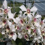  Orchid Plant Online Purchase India
